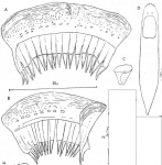 Gieysztoria italica