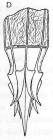 G. macrovariata