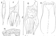 G. octospinosa
