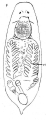 Platyhelminthes (flatworms)