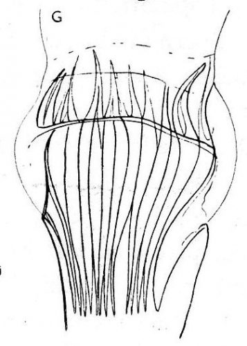 G. rubra aus Kittilae