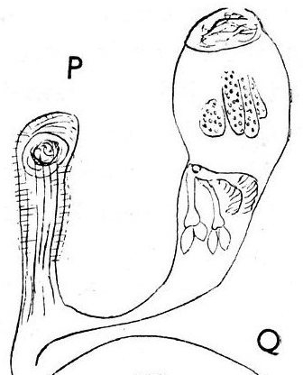 G. euchroa