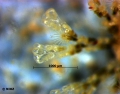 Bryozoa (moss animals)