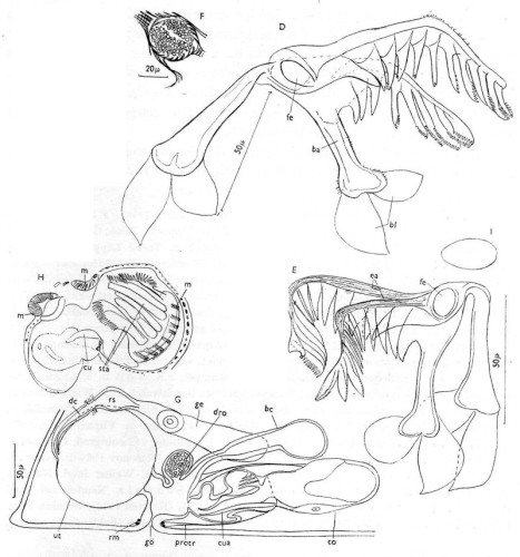 G. euchroa, Italien