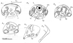 Gieysztoria infundibuliformis