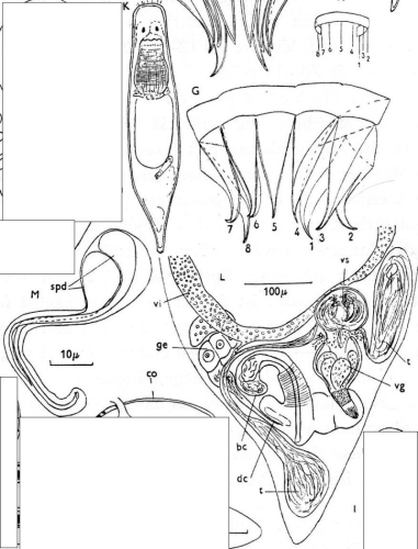 G. virgulifera, Finnland, Ekenaes