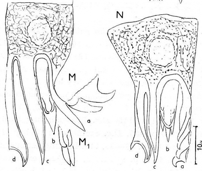 G. virgulifera ause der Pojo-Wiek