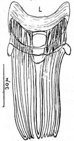 Gieysztoria trisolena