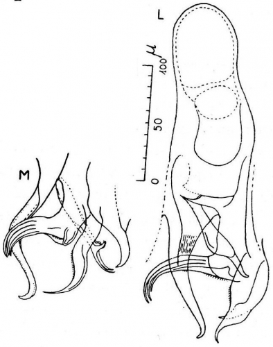 G. thienemanni