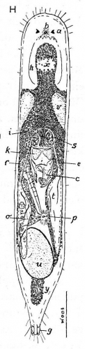 Gieysztoria (Marcusiella) thymara