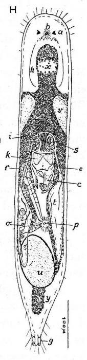 Gieysztoria (Marcusiella) thymara