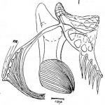 Gieysztoria (Marcusiella) thymara