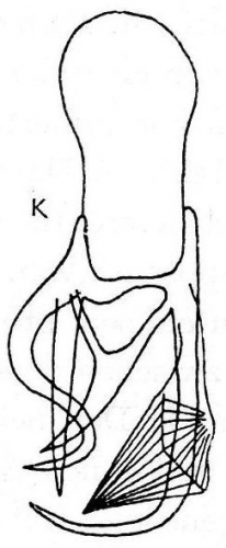 Gieysztoria (Marcusiella ?) okugawai