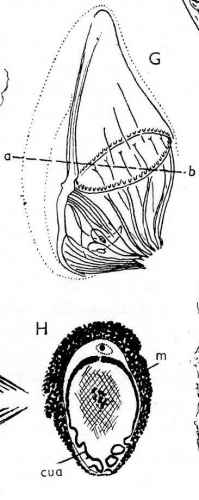 Beauchampiella oculifera