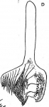 Castrella pinguis