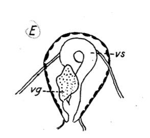 P. achaeorum