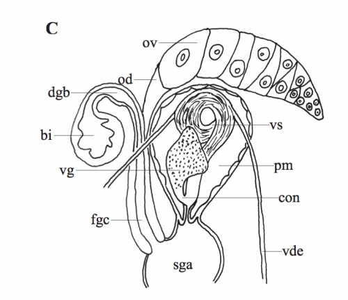 P. achaeorum