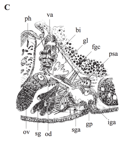 P. bresslaui