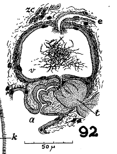 P. chloroxantha