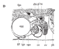 Platyhelminthes (flatworms)