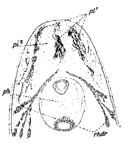 P. clavigera