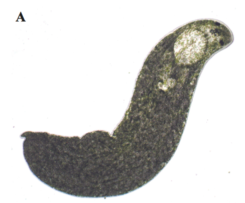 P. evelinae