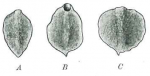 P. foliacea