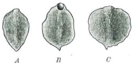 P. foliacea