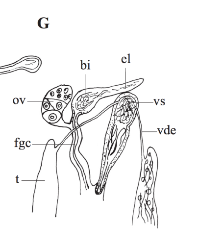 P. gracilis