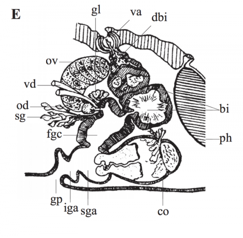 P. highlandensis