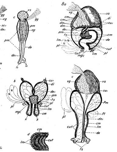 P. kepneri