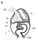 P. kepneri