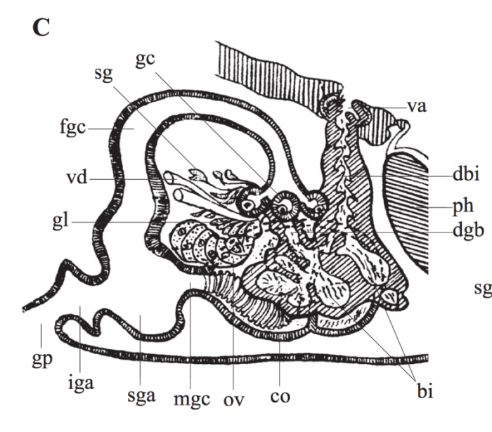 P. kepneri P. kepneri