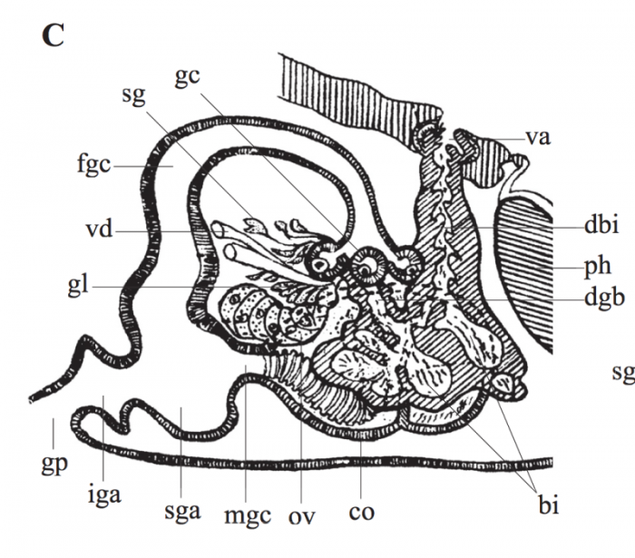 P. kepneri