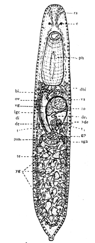 P. lutheri