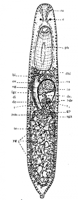 P. lutheri P. lutheri