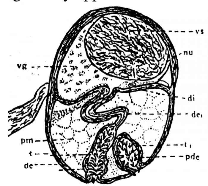 P. lutheri P. lutheri