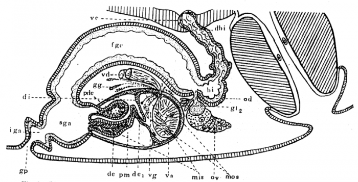 P. lutheri