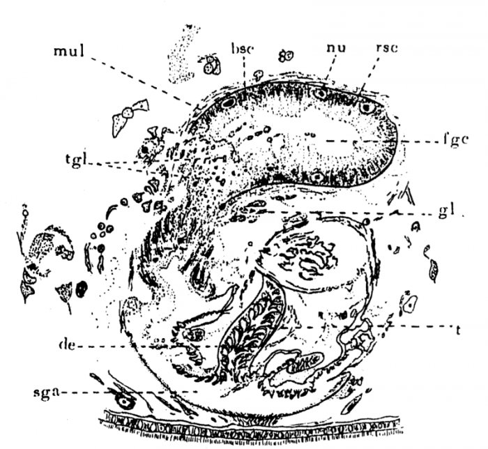 P. lutheri P. lutheri