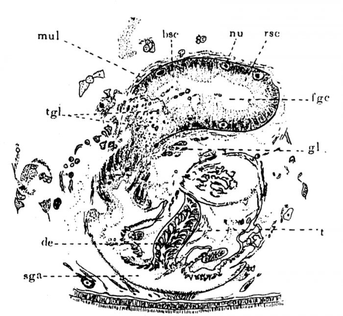 P. lutheri