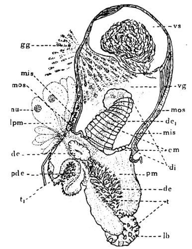 P. lutheri