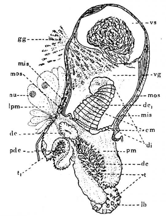 P. lutheri P. lutheri