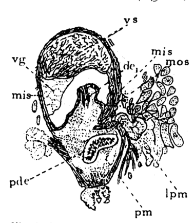 P. lutheri P. lutheri