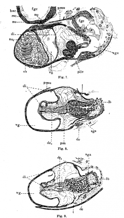 P. lutheri P. lutheri