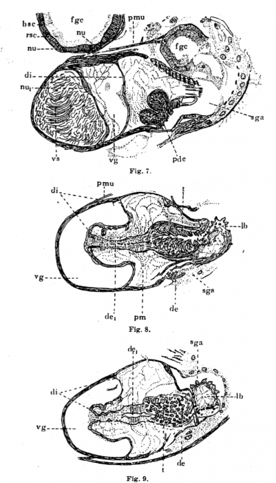 P. lutheri