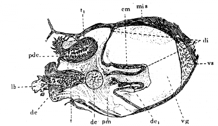P. lutheri P. lutheri