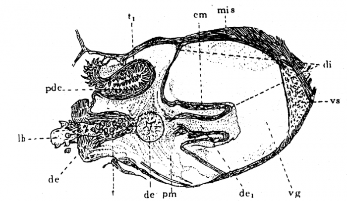 P. lutheri