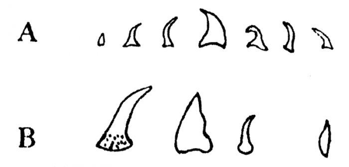 P. lutheri P. lutheri
