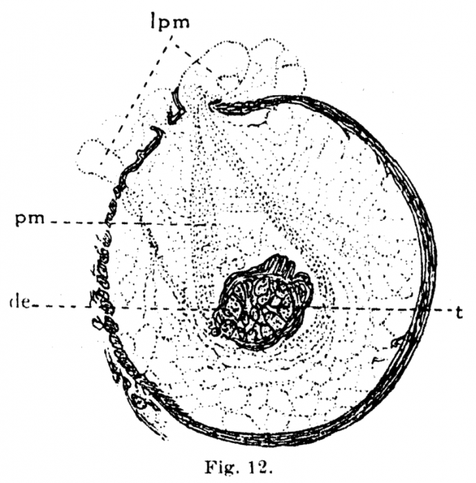 P. lutheri P. lutheri