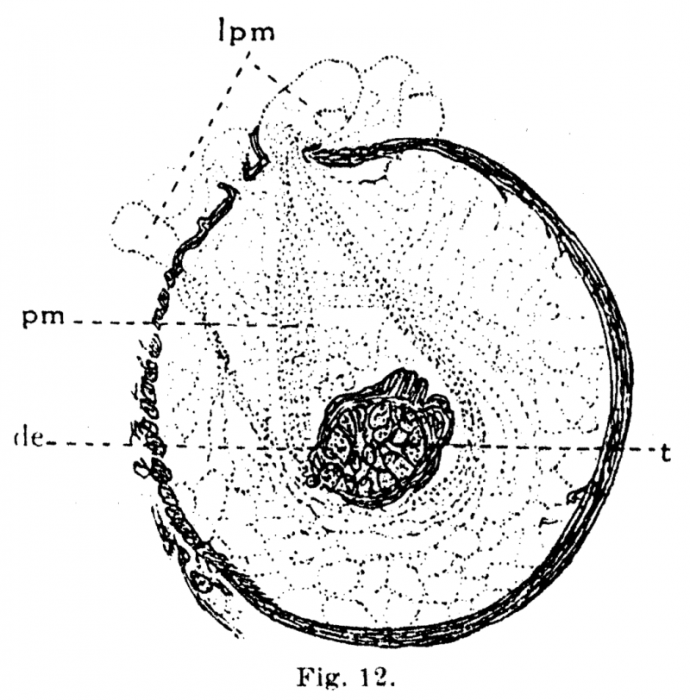 P. lutheri